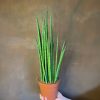 Growurban Sansevieria 'Mikado' | Succulents & Cacti