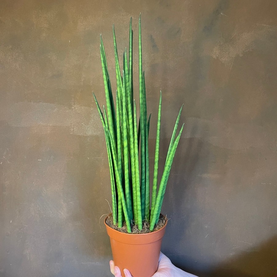 Growurban Sansevieria 'Mikado' | Succulents & Cacti