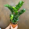 Growurban Zamioculcas Zamiifolia 'Zenzi' | Foliage Plants