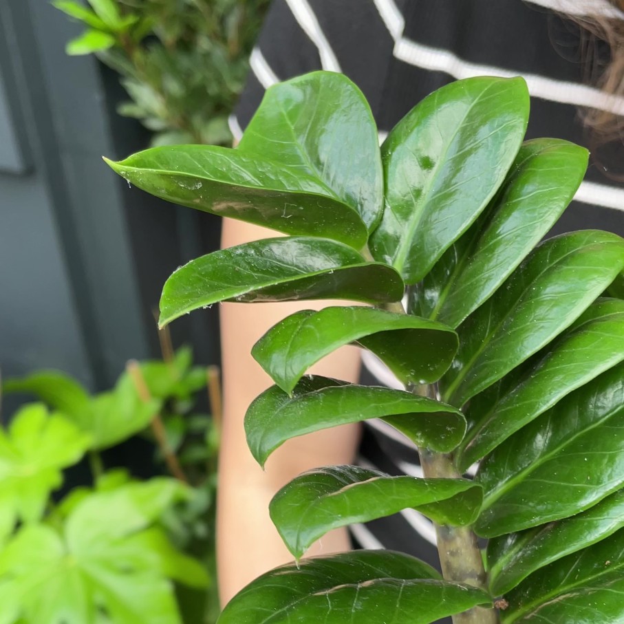 Growurban Zamioculcas Zamiifolia 'Zenzi' | Foliage Plants