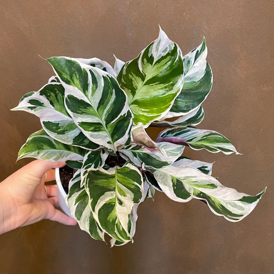 Growurban Calathea 'White Fusion' | Foliage Plants