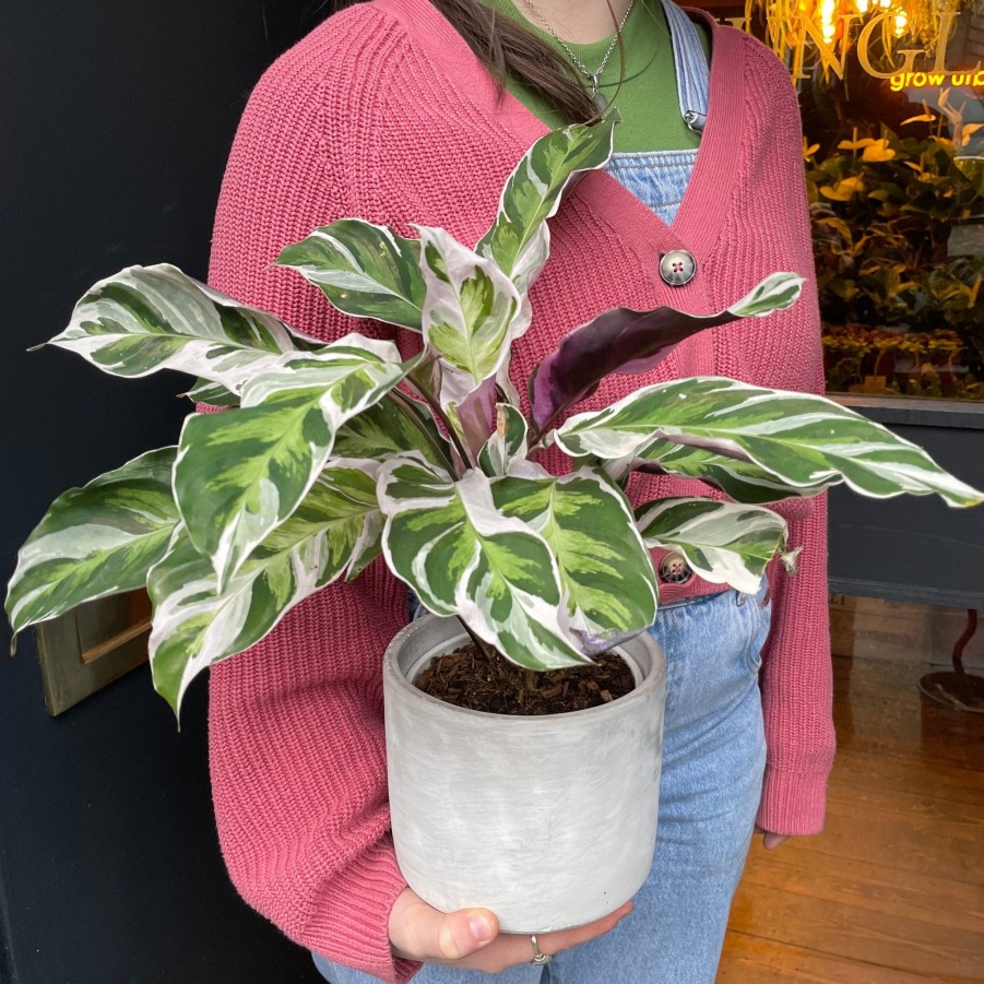 Growurban Calathea 'White Fusion' | Foliage Plants