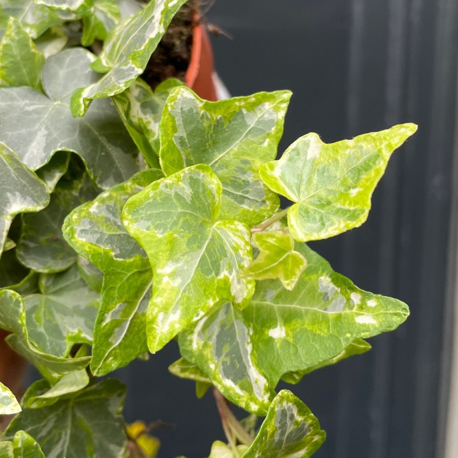 Growurban Hedera Helix 'Mint Kolibri' | Foliage Plants