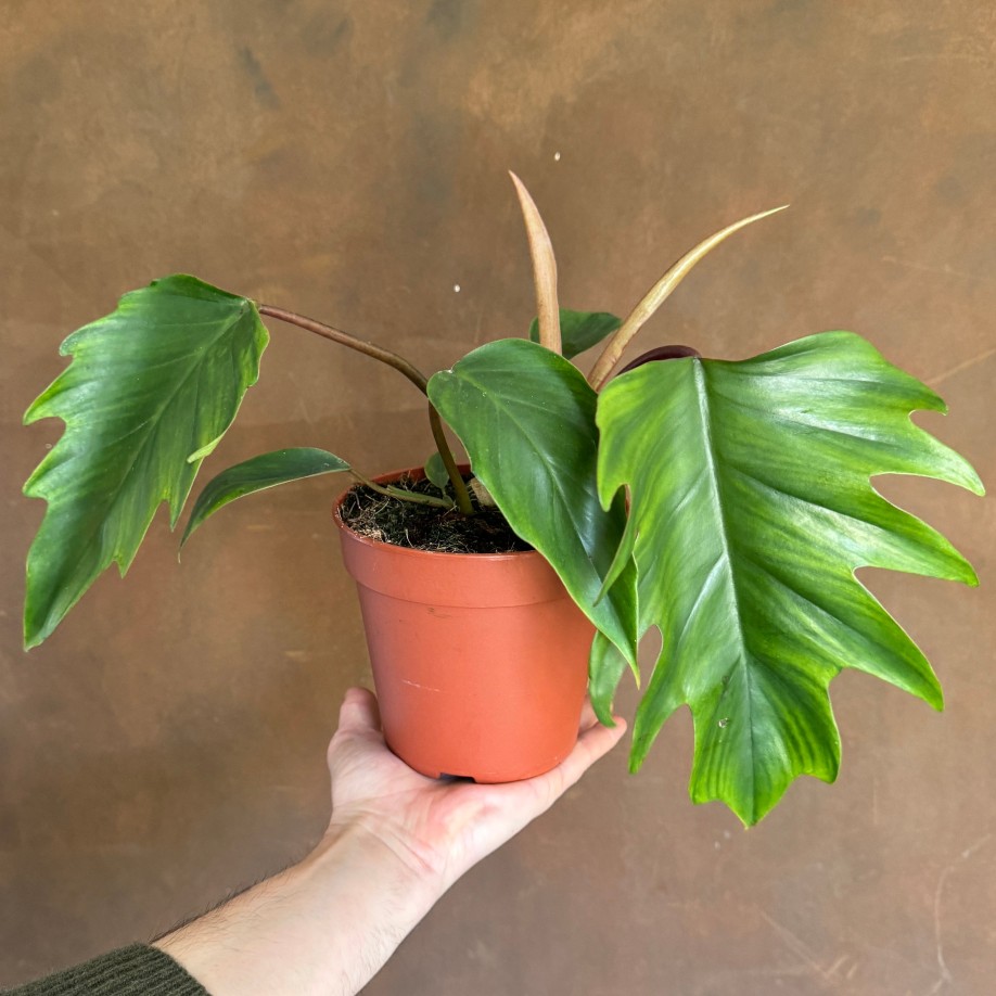 Growurban Philodendron 'Mayoi' | Foliage Plants