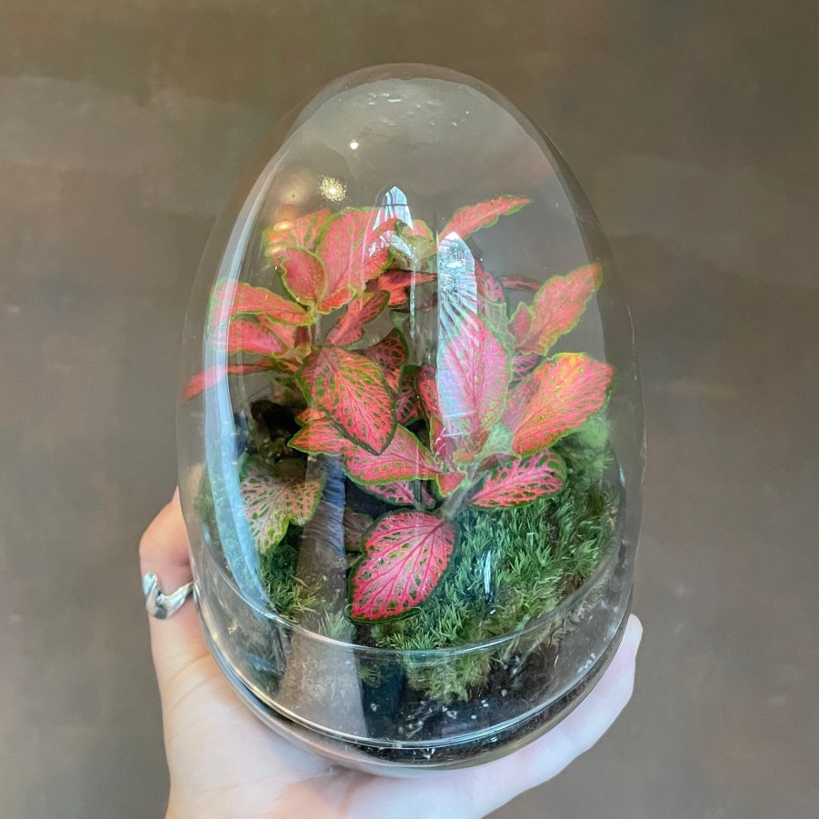 Growurban Terrarium Egg | Planted Terrariums