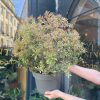 Growurban Pieris Japonica 'Little Heath' | Outdoor Plants