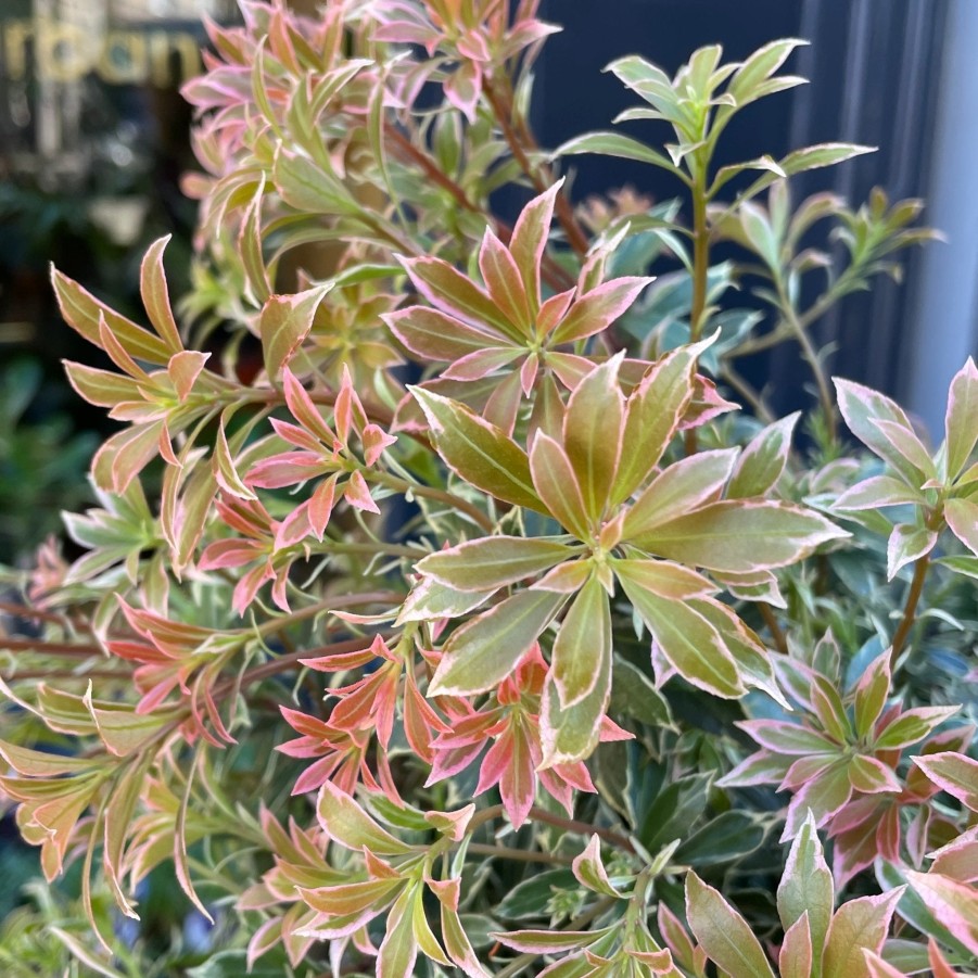 Growurban Pieris Japonica 'Little Heath' | Outdoor Plants