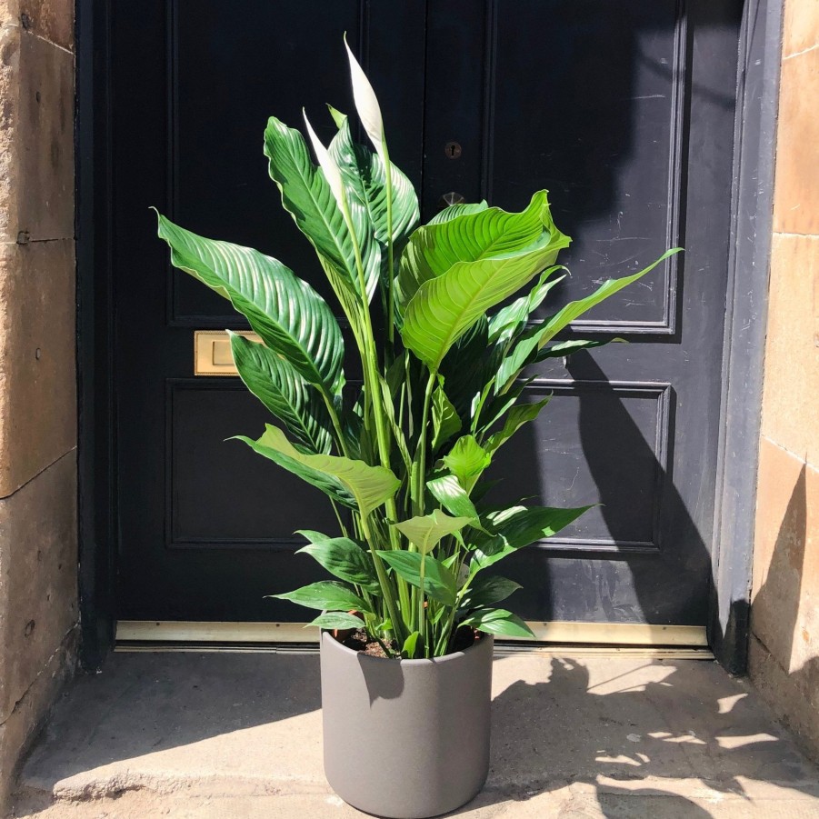 Growurban Spathiphyllum 'Sebastiano' (24Cm Pot) | Large & Tall Plants