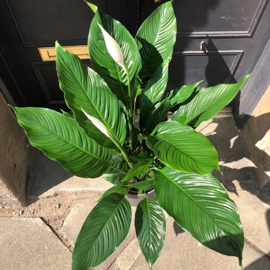 Growurban Spathiphyllum 'Sebastiano' (24Cm Pot) | Large & Tall Plants