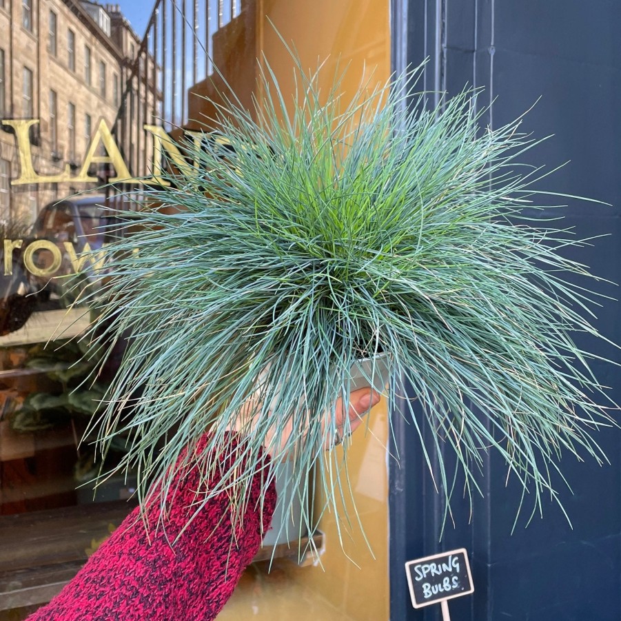 Growurban Festuca 'Intense Blue' | Outdoor Plants