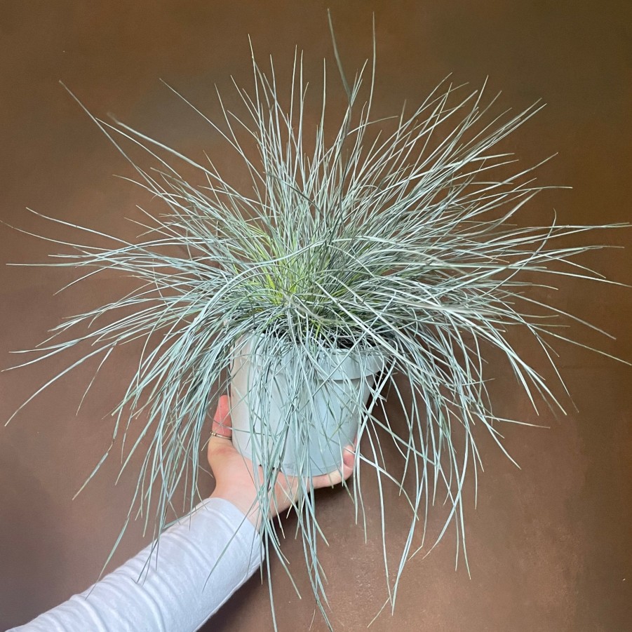 Growurban Festuca 'Intense Blue' | Outdoor Plants