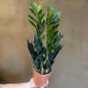 Growurban Zamioculcas Zamiifolia 'Raven' | Foliage Plants