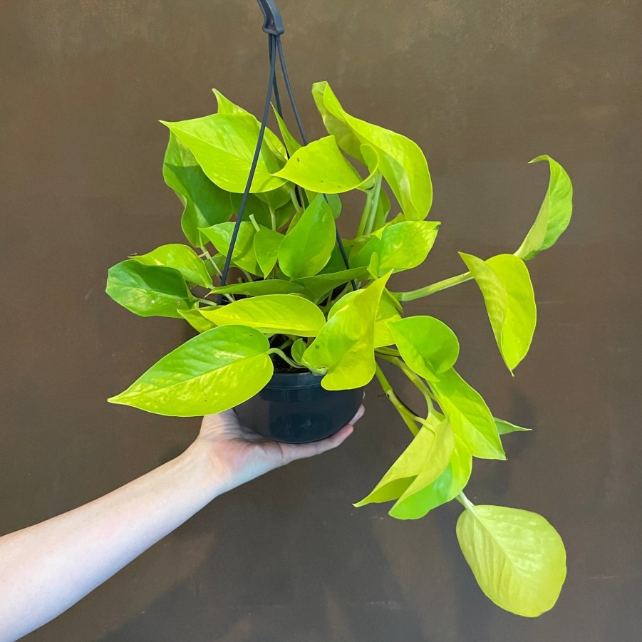 Growurban Epipremnum 'Neon' (Hangpot) | Trailing & Hanging Plants