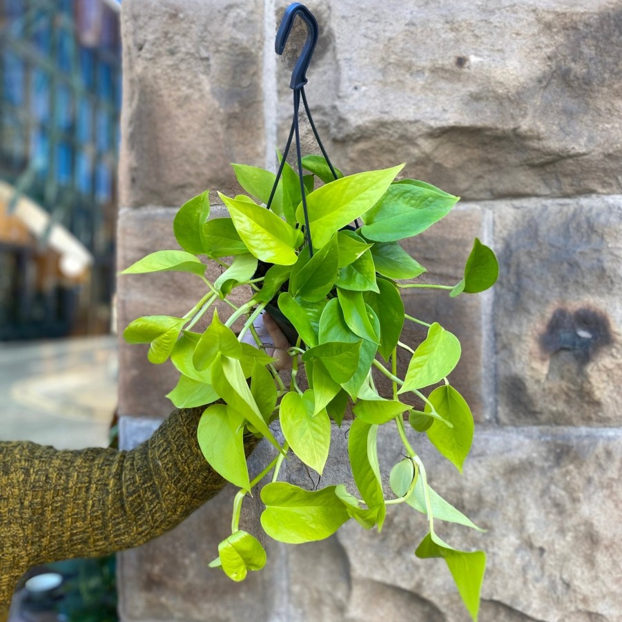 Growurban Epipremnum 'Neon' (Hangpot) | Trailing & Hanging Plants