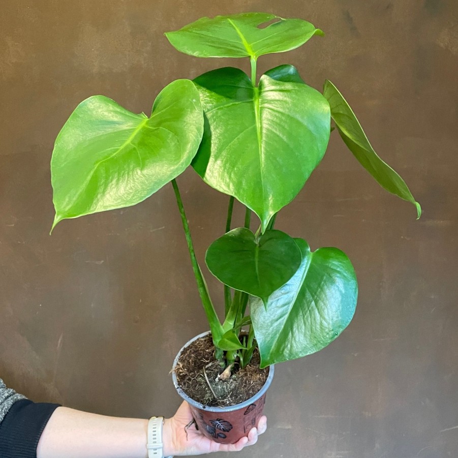 Growurban Monstera Deliciosa (14Cm Pot) | Foliage Plants