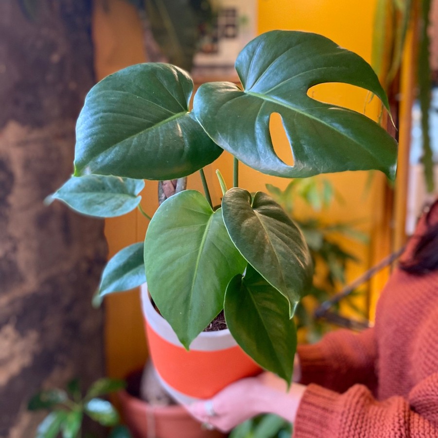 Growurban Monstera Deliciosa (14Cm Pot) | Foliage Plants