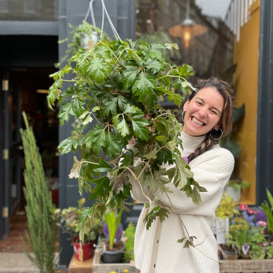 Growurban Cissus 'Ellen Danica' | Trailing & Hanging Plants