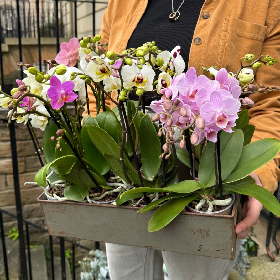 Growurban Phalaenopsis (Colour Mix Lucky Dip) | Foliage Plants