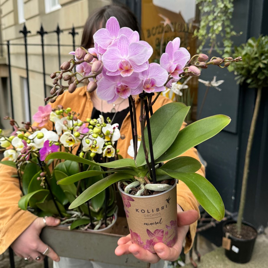 Growurban Phalaenopsis (Colour Mix Lucky Dip) | Foliage Plants