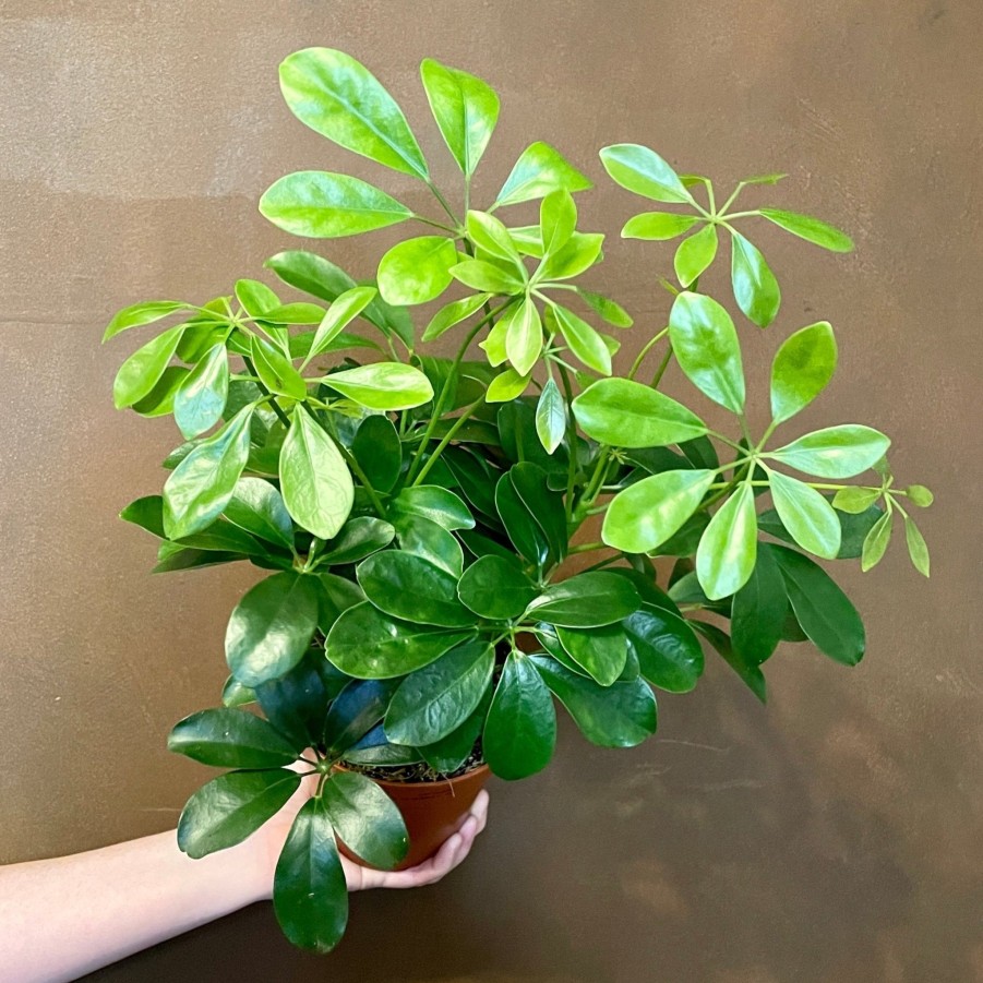 Growurban Schefflera 'Nora' | Foliage Plants