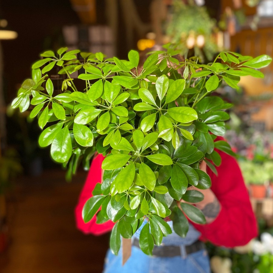 Growurban Schefflera 'Nora' | Foliage Plants