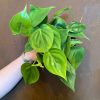 Growurban Philodendron Scandens | Foliage Plants