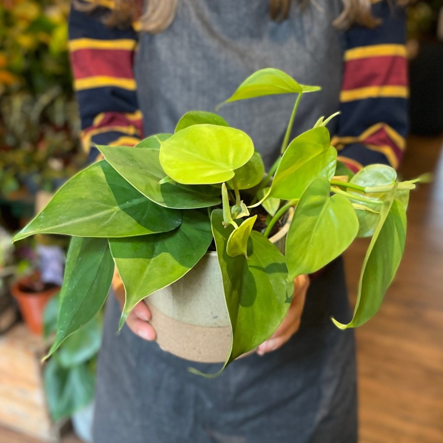 Growurban Philodendron Scandens | Foliage Plants