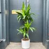 Growurban Dracaena 'Janet Craig' (120Cm) | Large & Tall Plants