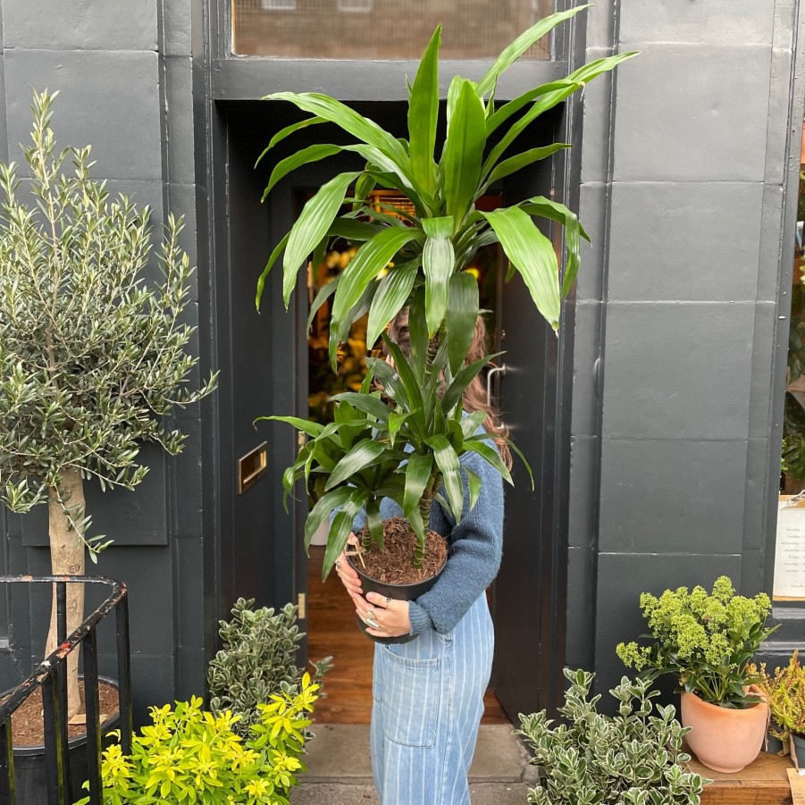 Growurban Dracaena 'Janet Craig' (120Cm) | Large & Tall Plants