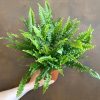 Growurban Nephrolepis 'Green Lady' | Foliage Plants