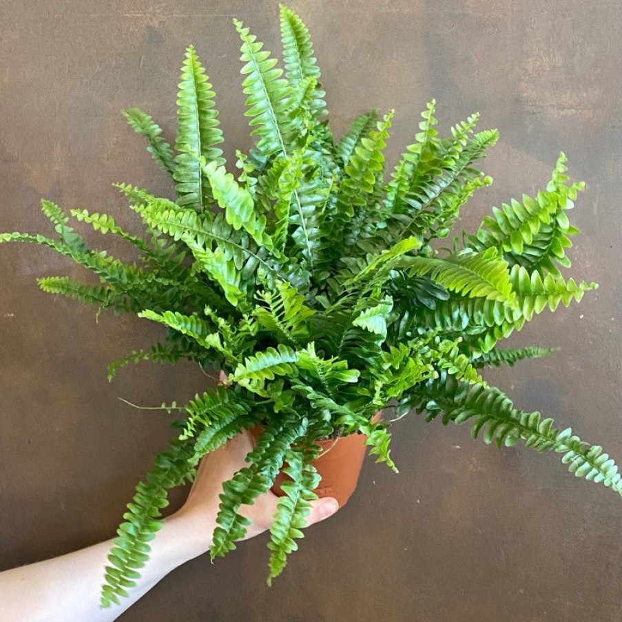 Growurban Nephrolepis 'Green Lady' | Foliage Plants