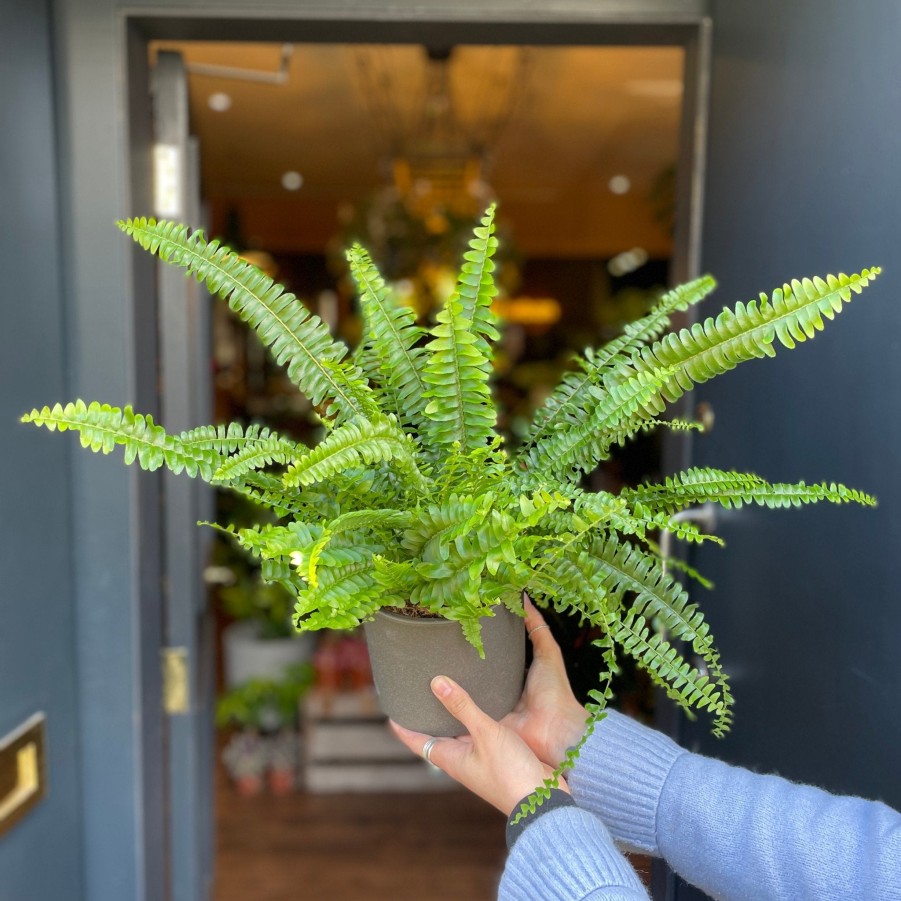 Growurban Nephrolepis 'Green Lady' | Foliage Plants