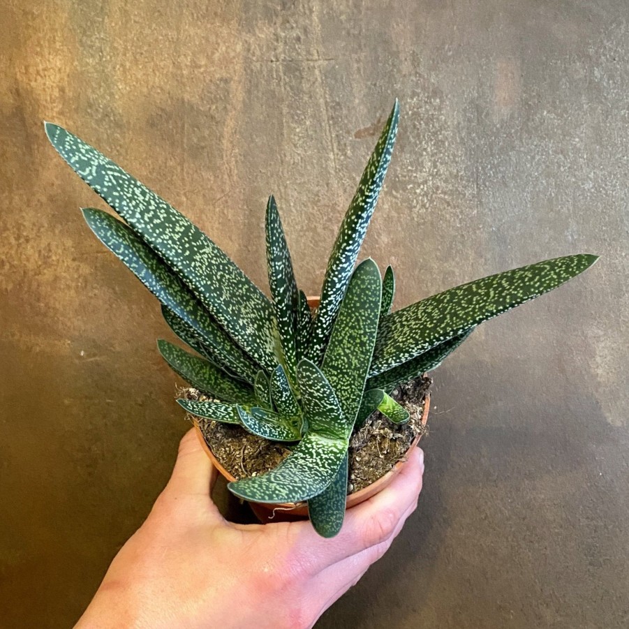 Growurban Gasteria Carinata Var. Verrucosa | Succulents & Cacti