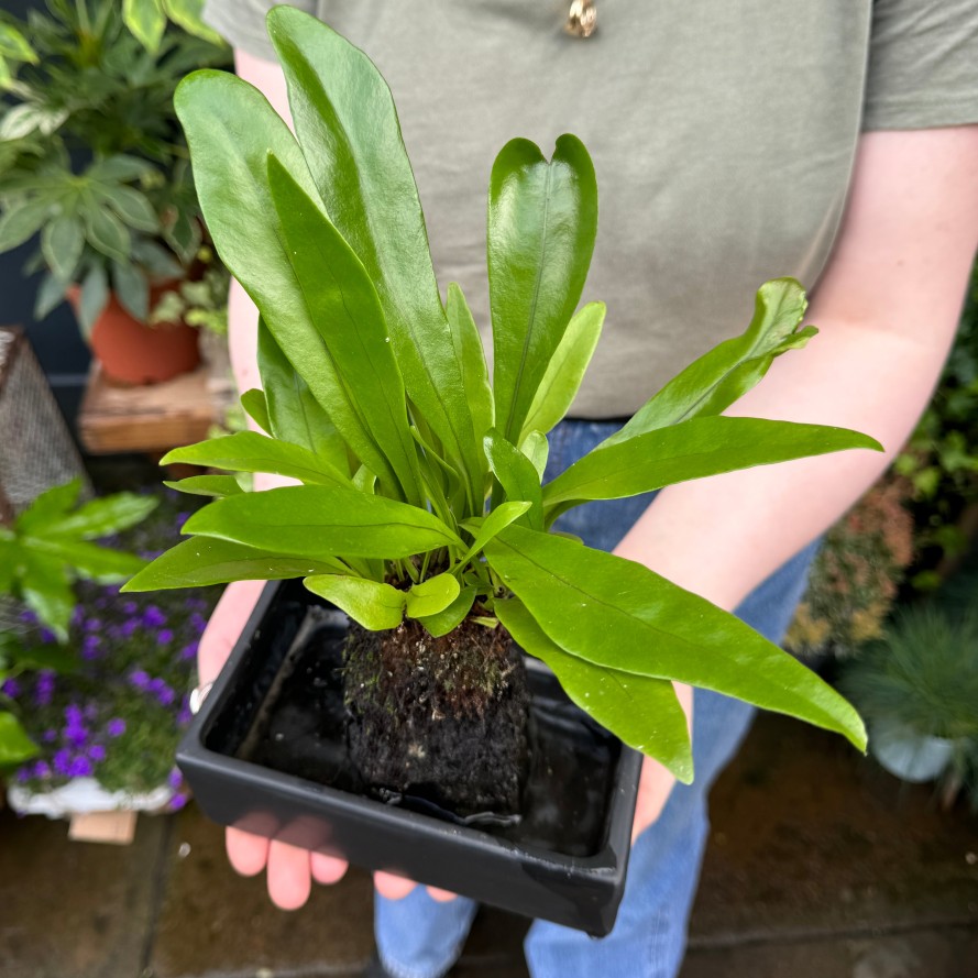 Growurban Microsorum 'Green Flame' On Lava | Foliage Plants