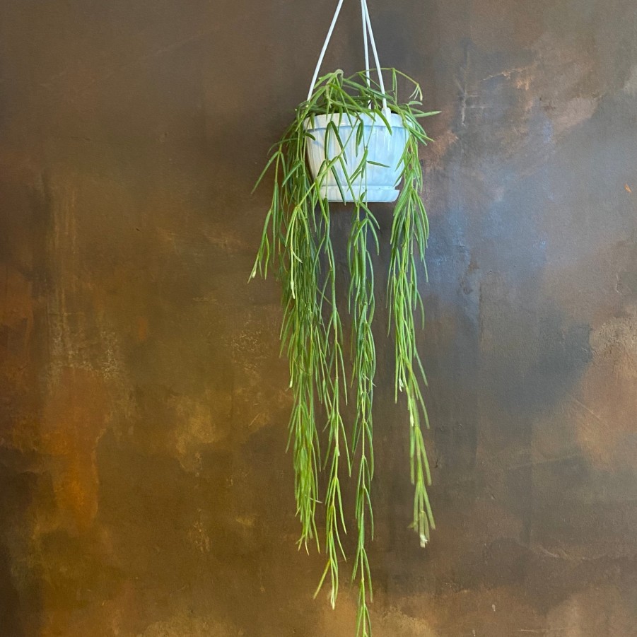 Growurban Hoya Linearis | Trailing & Hanging Plants