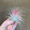 Growurban Tillandsia - Air Plant | Foliage Plants