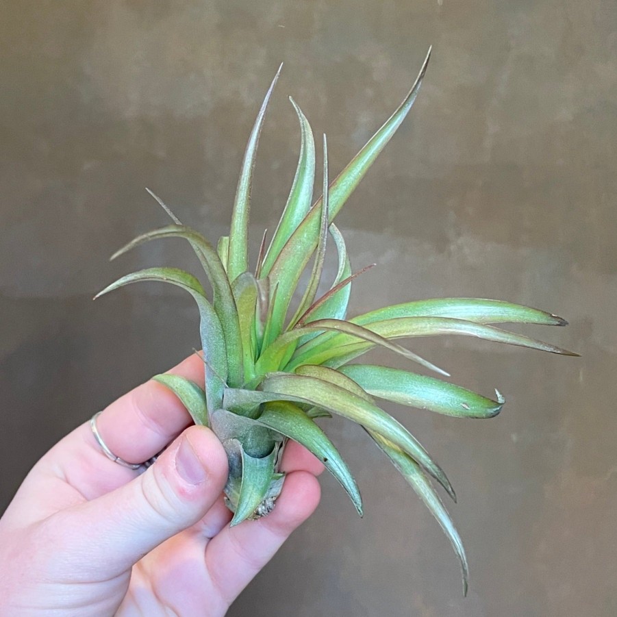 Growurban Tillandsia - Air Plant | Foliage Plants