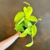 Growurban Epipremnum 'Neon' | Foliage Plants