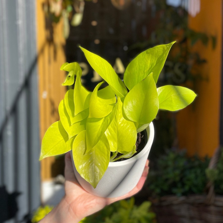 Growurban Epipremnum 'Neon' | Foliage Plants