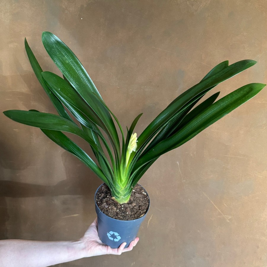 Growurban Clivia Miniata (15Cm Pot) | Foliage Plants