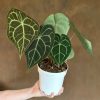 Growurban Anthurium Clarinervium (14Cm Pot) | Foliage Plants