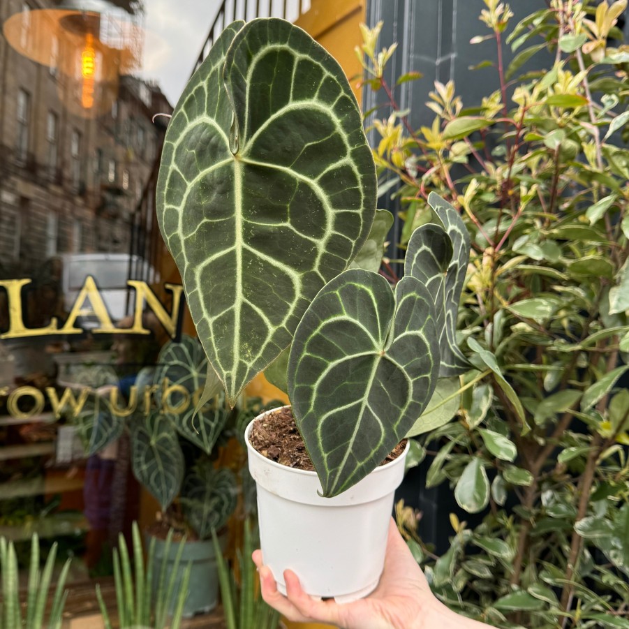 Growurban Anthurium Clarinervium (14Cm Pot) | Foliage Plants