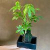 Growurban Schefflera On Lava | Foliage Plants