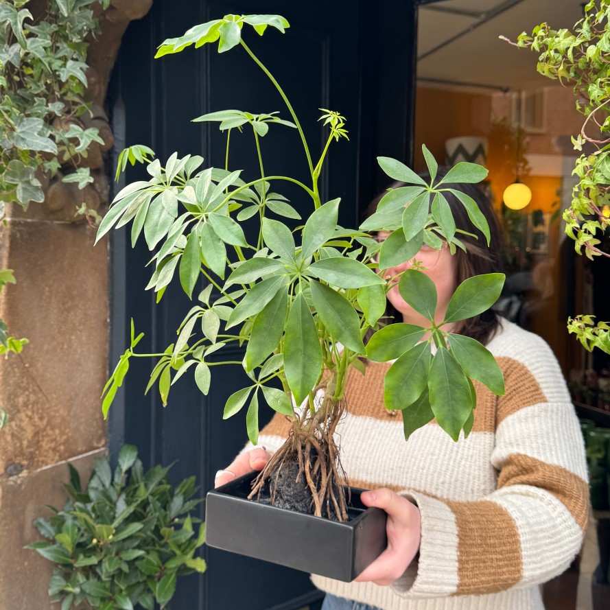 Growurban Schefflera On Lava | Foliage Plants