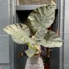 Growurban Alocasia 'Regal Shields' | Large & Tall Plants