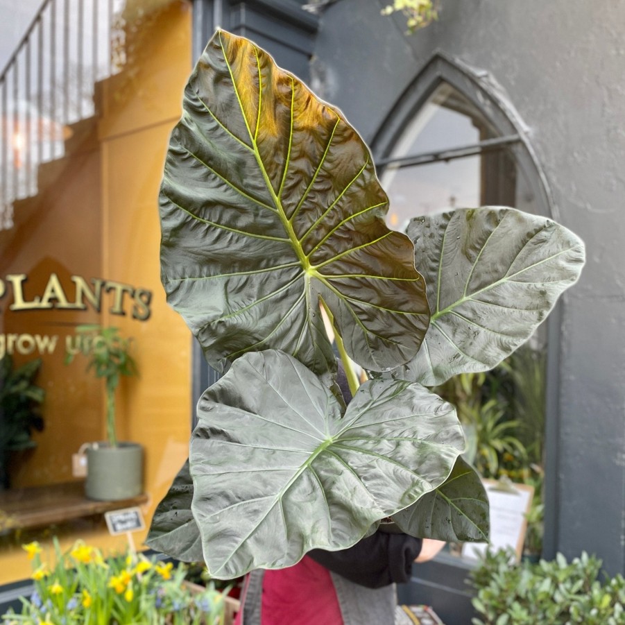 Growurban Alocasia 'Regal Shields' | Large & Tall Plants