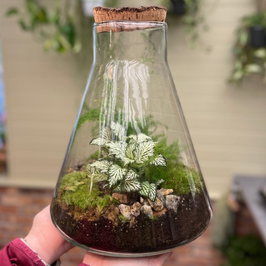 Growurban Conical Terrarium - Aged Cork | Planted Terrariums