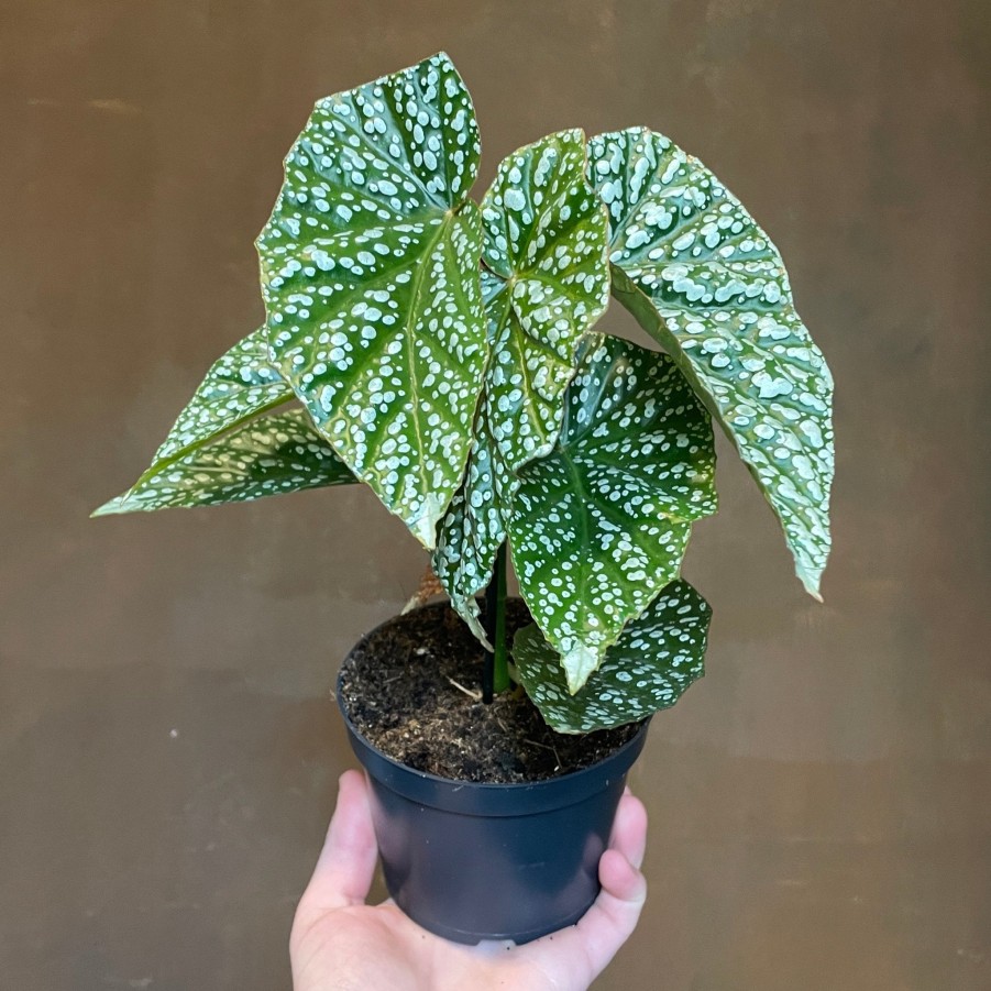 Growurban Begonia Albopicta 'Silver' | Foliage Plants