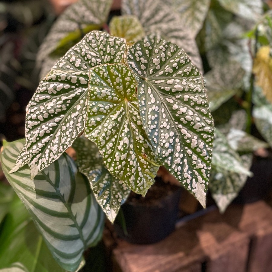 Growurban Begonia Albopicta 'Silver' | Foliage Plants