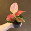 Growurban Aglaonema 'Pinky Promise' | Foliage Plants